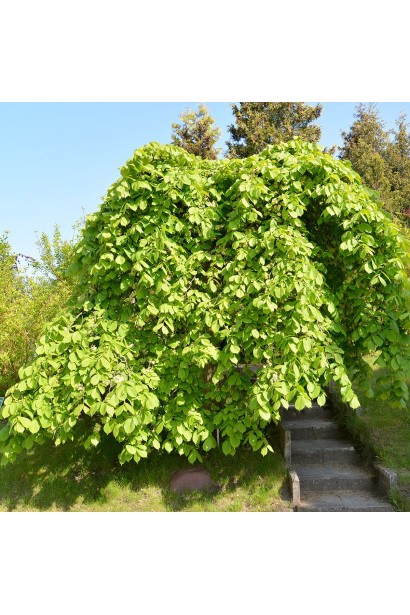 В’яз монтана Пендула